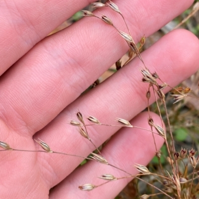 Juncus bufonius (Toad Rush) at Croajingolong National Park - 8 Dec 2023 by Tapirlord