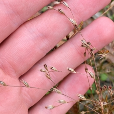 Juncus bufonius (Toad Rush) at Croajingolong National Park - 7 Dec 2023 by Tapirlord