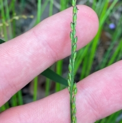 Entolasia stricta (Wiry Panic) at Croajingolong National Park - 8 Dec 2023 by Tapirlord