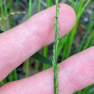 Entolasia stricta (Wiry Panic) at Croajingolong National Park - 7 Dec 2023 by Tapirlord