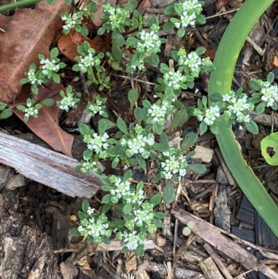 Poranthera microphylla (Small Poranthera) at Croajingolong National Park - 7 Dec 2023 by Tapirlord