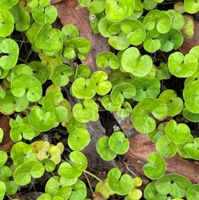 Dichondra repens (Kidney Weed) at Croajingolong National Park - 8 Dec 2023 by Tapirlord