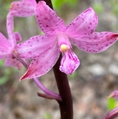 Dipodium roseum (Rosy Hyacinth Orchid) at Croajingolong National Park - 7 Dec 2023 by Tapirlord