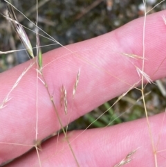 Lachnagrostis filiformis (Blown Grass) at Croajingolong National Park - 8 Dec 2023 by Tapirlord