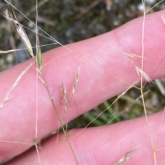 Lachnagrostis filiformis (Blown Grass) at Croajingolong National Park - 7 Dec 2023 by Tapirlord