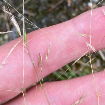Lachnagrostis filiformis (Blown Grass) at Croajingolong National Park - 8 Dec 2023 by Tapirlord