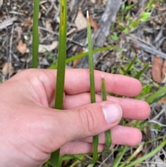 Lomandra multiflora (Many-flowered Matrush) at Croajingolong National Park - 7 Dec 2023 by Tapirlord