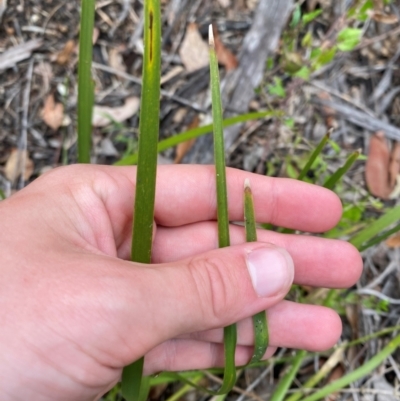 Lomandra multiflora (Many-flowered Matrush) at Croajingolong National Park - 7 Dec 2023 by Tapirlord