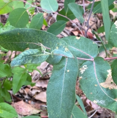 Eucalyptus pseudoglobulus (Victorian Eurabbie) at Croajingolong National Park - 8 Dec 2023 by Tapirlord
