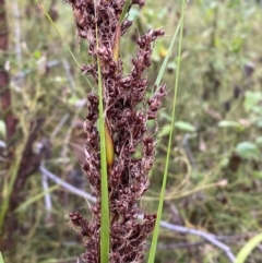 Gahnia sieberiana (Red-fruit Saw-sedge) at Croajingolong National Park - 7 Dec 2023 by Tapirlord