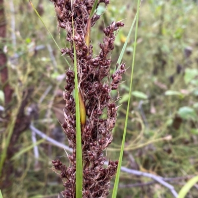 Gahnia sieberiana (Red-fruit Saw-sedge) at Croajingolong National Park - 8 Dec 2023 by Tapirlord