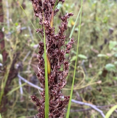 Gahnia sieberiana (Red-fruit Saw-sedge) at Croajingolong National Park - 7 Dec 2023 by Tapirlord