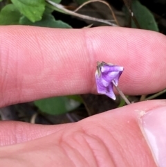 Viola hederacea (Ivy-leaved Violet) at Croajingolong National Park - 7 Dec 2023 by Tapirlord