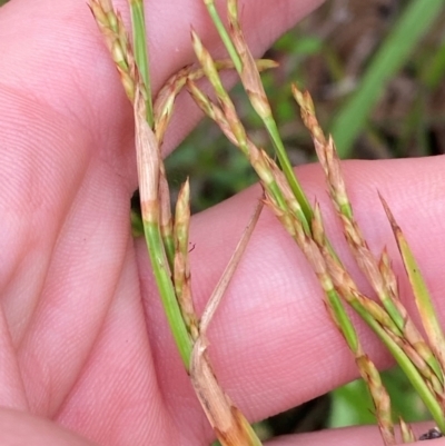 Lepidosperma laterale (Variable Sword Sedge) at Croajingolong National Park - 7 Dec 2023 by Tapirlord