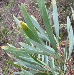 Acacia longifolia subsp. longifolia (Sydney Golden Wattle) at Croajingolong National Park - 7 Dec 2023 by Tapirlord