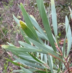 Acacia longifolia subsp. longifolia (sallow or Sydney golden wattle) at Croajingolong National Park - 8 Dec 2023 by Tapirlord
