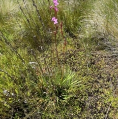 Stylidium montanum at Kosciuszko National Park - 10 Jan 2024