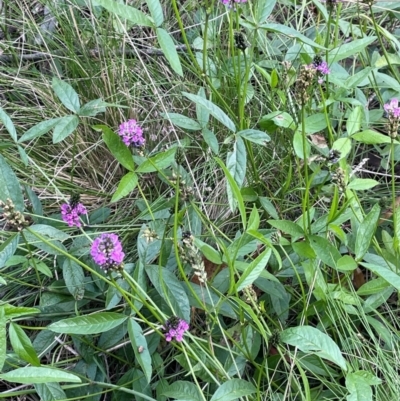 Cullen microcephalum (Dusky Scurf-pea) at The Tops at Nurenmerenmong - 10 Jan 2024 by JaneR