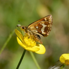 Atkinsia dominula (Two-brand grass-skipper) at Harolds Cross, NSW - 12 Jan 2024 by DPRees125