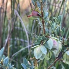 Pimelea bracteata (A Rice Flower) at The Tops at Nurenmerenmong - 10 Jan 2024 by JaneR