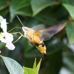 Cephonodes kingii (Gardenia Bee Hawk Moth) at Stirling, ACT - 13 Jan 2024 by MichaelJF
