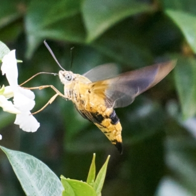 Cephonodes kingii (Gardenia Bee Hawk Moth) at Stirling, ACT - 13 Jan 2024 by MichaelJF