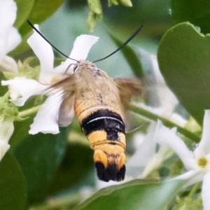 Cephonodes kingii at Stirling, ACT - 13 Jan 2024