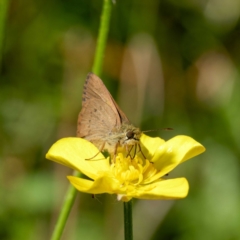 Timoconia flammeata (Bright Shield-skipper) at Harolds Cross, NSW - 12 Jan 2024 by DPRees125