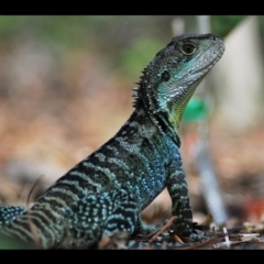 Intellagama lesueurii howittii (Gippsland Water Dragon) at ANBG - 13 Jan 2024 by JajiClack