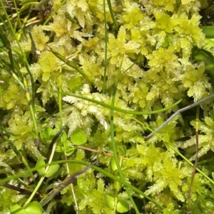 Sphagnum sp. (genus) at The Tops at Nurenmerenmong - 11 Jan 2024