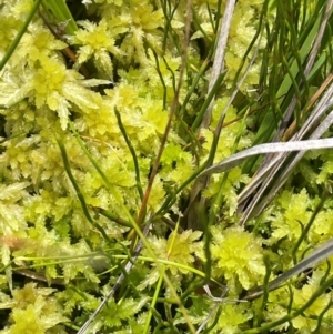 Sphagnum sp. (genus) at The Tops at Nurenmerenmong - 11 Jan 2024