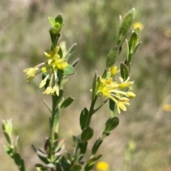 Pimelea curviflora (Curved Rice-flower) at The Tops at Nurenmerenmong - 11 Jan 2024 by JaneR