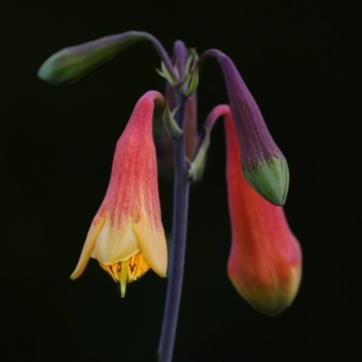 Blandfordia grandiflora (Christmas Bells) at Wallum - 25 Dec 2023 by mmpix