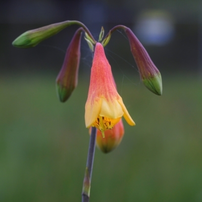 Blandfordia grandiflora (Christmas Bells) at Wallum - 25 Dec 2023 by mmpix