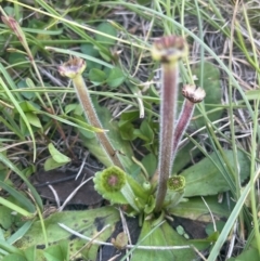 Solenogyne gunnii (Solengyne) at The Tops at Nurenmerenmong - 10 Jan 2024 by JaneR