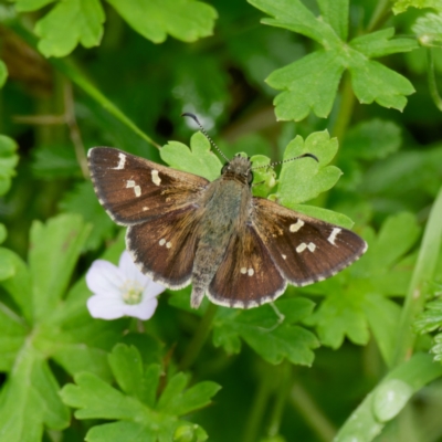 Pasma tasmanica (Two-spotted Grass-skipper) at QPRC LGA - 12 Jan 2024 by DPRees125