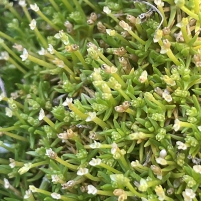 Scleranthus biflorus (Twin-flower Knawel) at The Tops at Nurenmerenmong - 11 Jan 2024 by JaneR