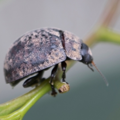 Trachymela sp. (genus) (Brown button beetle) at Fyshwick, ACT - 8 Jan 2024 by AlisonMilton