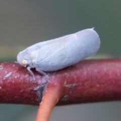 Anzora unicolor (Grey Planthopper) at Fyshwick, ACT - 8 Jan 2024 by AlisonMilton