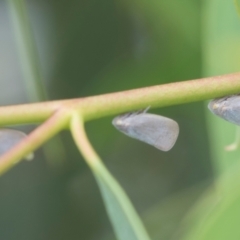 Anzora unicolor at Fyshwick, ACT - 9 Jan 2024 10:57 AM