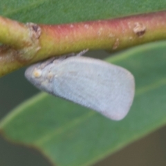 Anzora unicolor at Fyshwick, ACT - 9 Jan 2024 10:57 AM