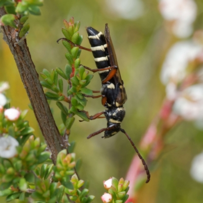 Hesthesis montana (A wasp mimic longhorn beetle) at Rossi, NSW - 12 Jan 2024 by DPRees125