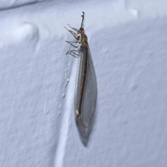 Myrmeleon acer (Myrmeleon Antlion Lacewing) at Turner, ACT - 12 Jan 2024 by ConBoekel