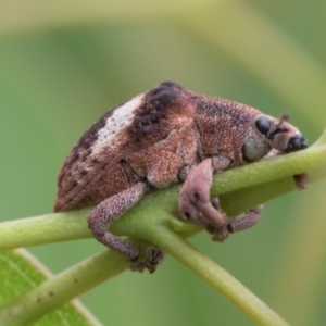 Gonipterus pulverulentus at Fyshwick, ACT - 9 Jan 2024