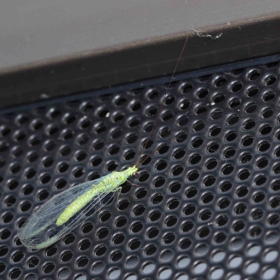 Plesiochrysa ramburi (A Green Lacewing) at Turner, ACT - 12 Jan 2024 by ConBoekel