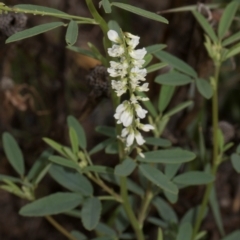 Melilotus albus (Bokhara) at Fyshwick, ACT - 9 Jan 2024 by AlisonMilton
