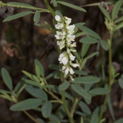 Melilotus albus (Bokhara) at Fyshwick, ACT - 9 Jan 2024 by AlisonMilton