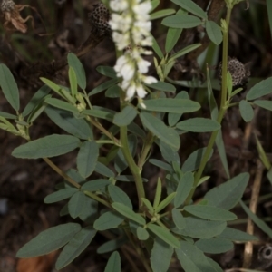 Melilotus albus at Fyshwick, ACT - 9 Jan 2024