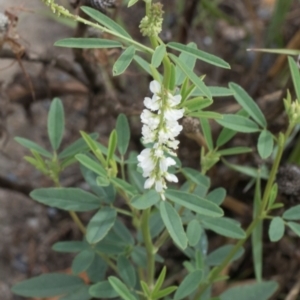 Melilotus albus at Fyshwick, ACT - 9 Jan 2024