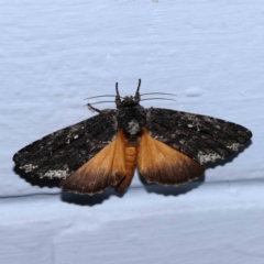 Neola semiaurata (Wattle Notodontid Moth) at Turner, ACT - 12 Jan 2024 by ConBoekel